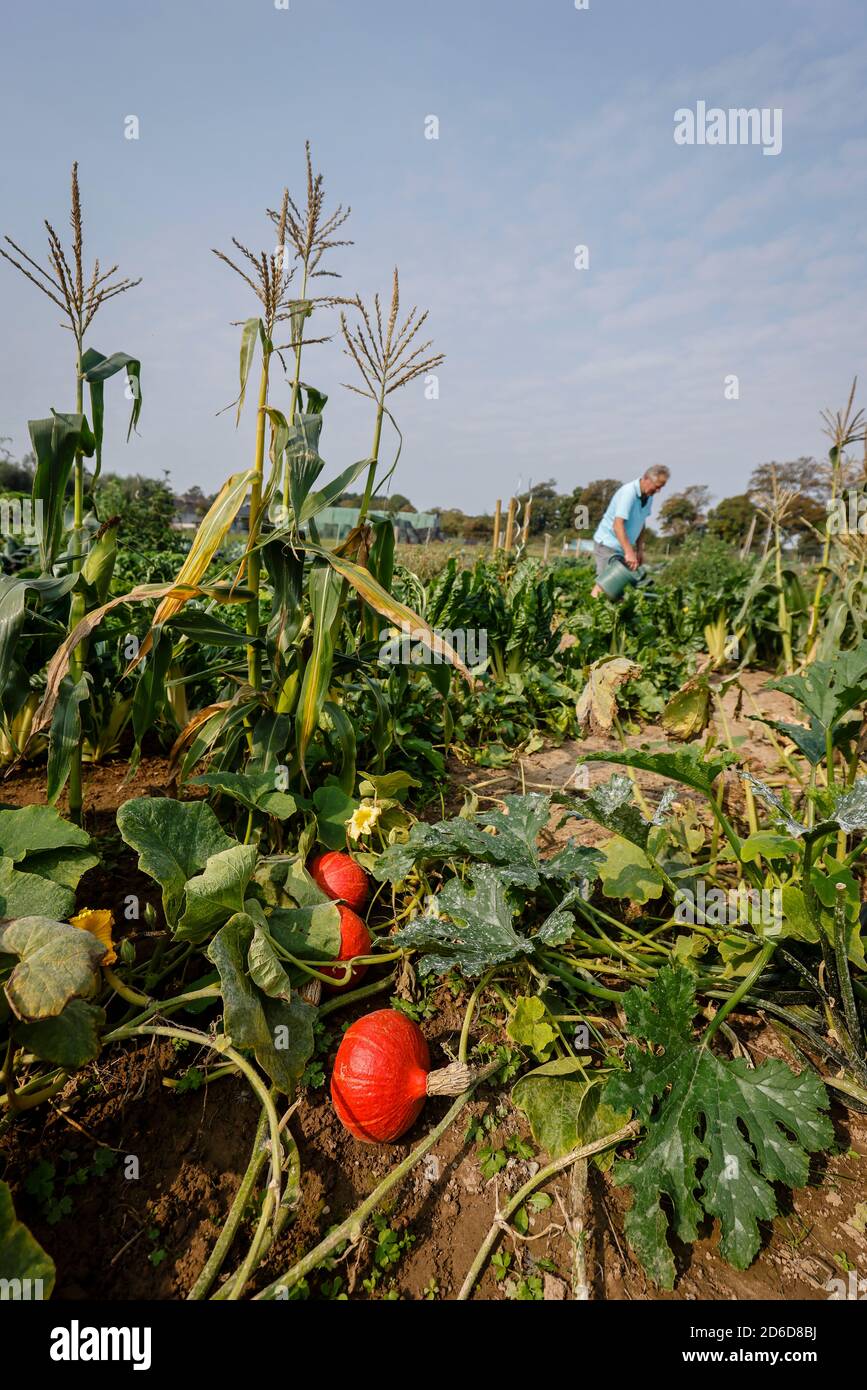 11.09.2020, Kamp-Lintfort, Nordrhein-Westfalen, Deutschland - Ökokolandbau NRW, Ackerhelden Bio Mietgaerten, die Mietgärten auf Bioland-Höfen sind pro Stockfoto