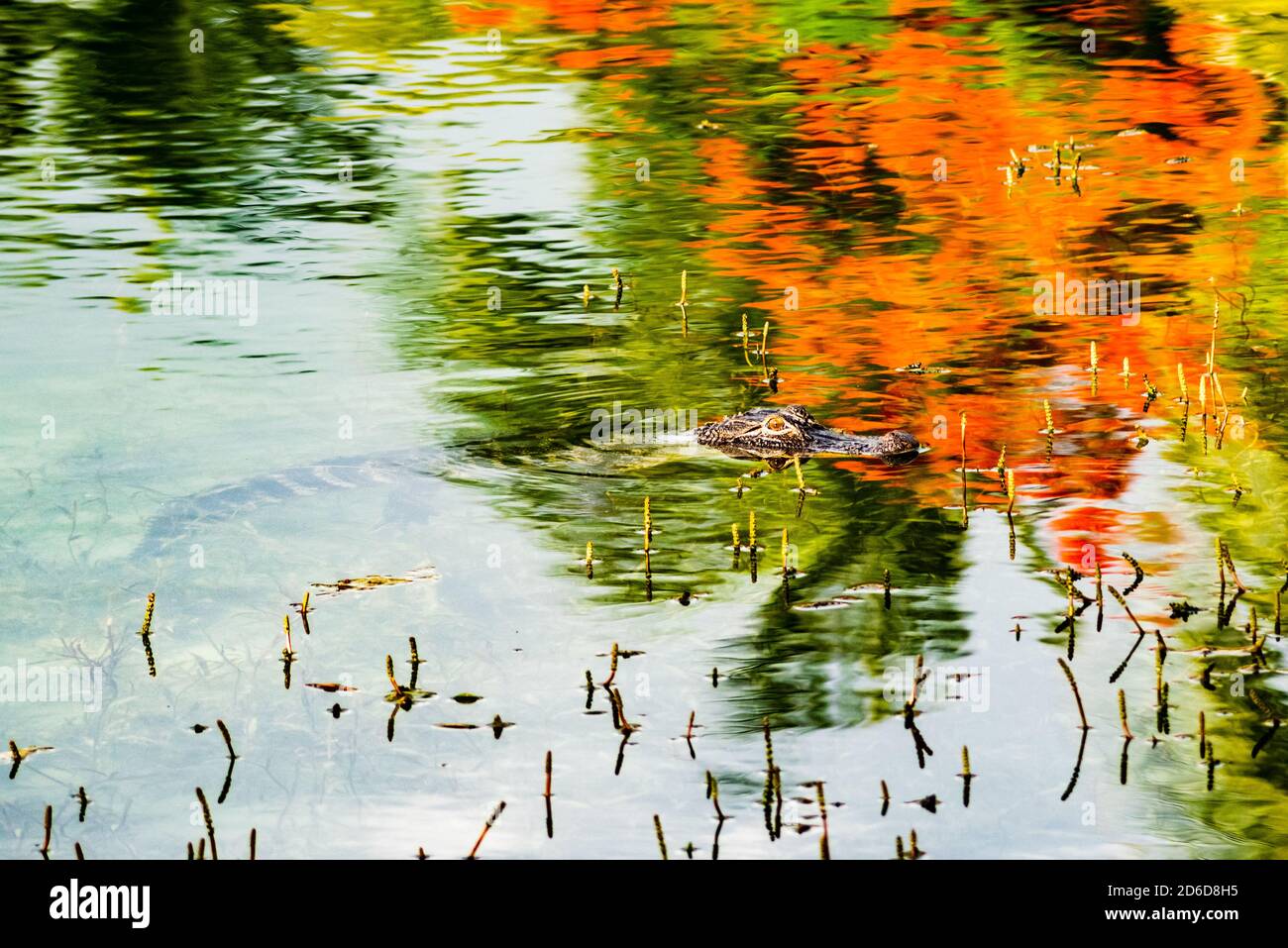 Junge Alligatoren schwimmen in einem Süßwassersee mit Reflexionen von Flammenbäumen im Wasser Stockfoto