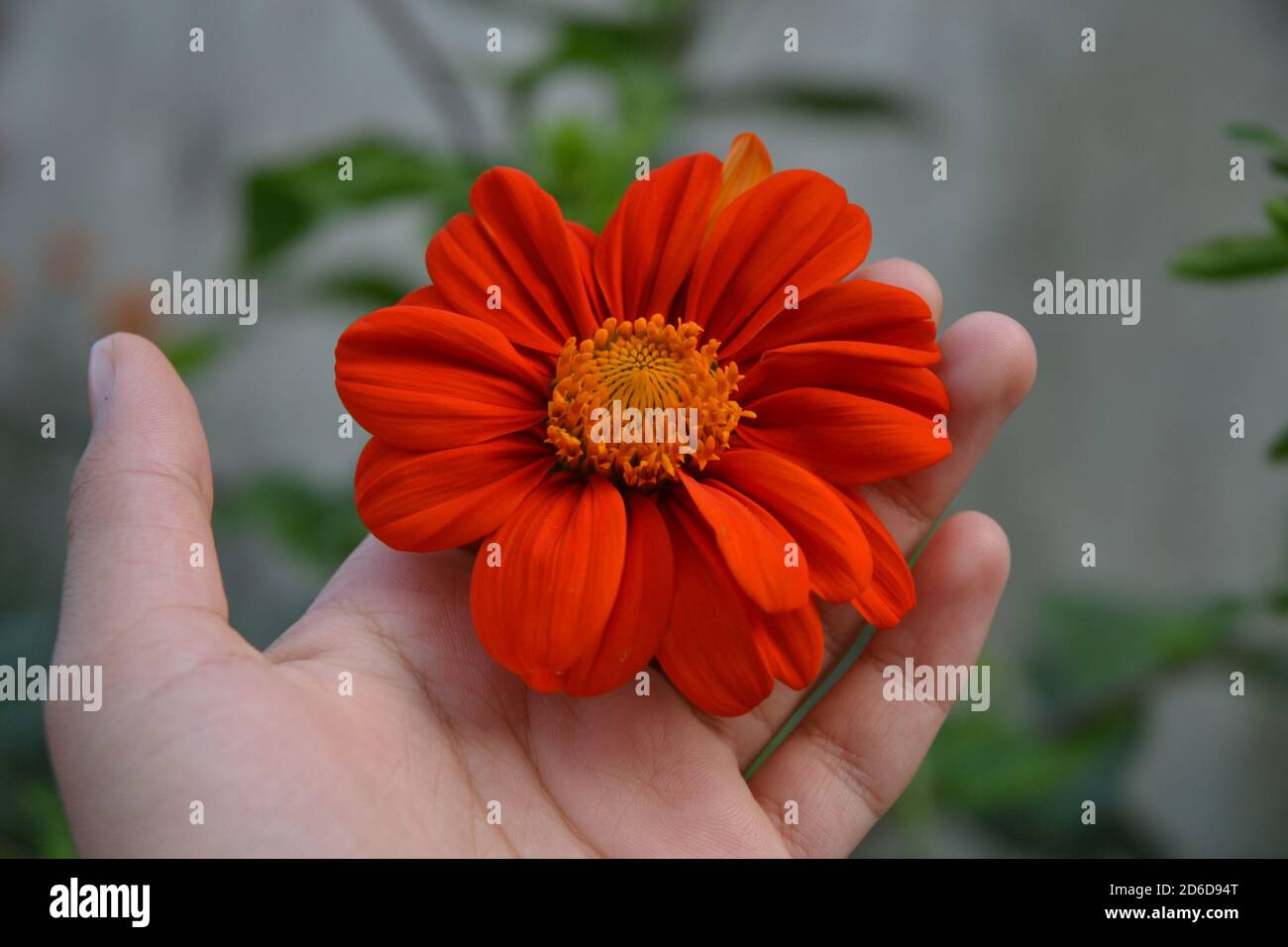 Rote Sonnenblume Bild. Stockfoto