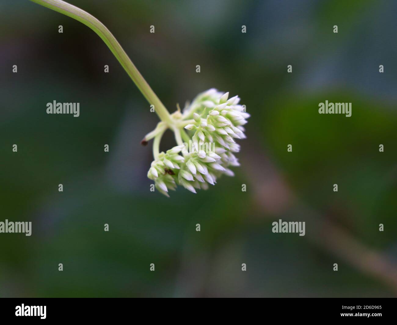 Winzige weiße Blüten von mikania skandens oder Klettern Hempweed, selektive Fokus Stockfoto