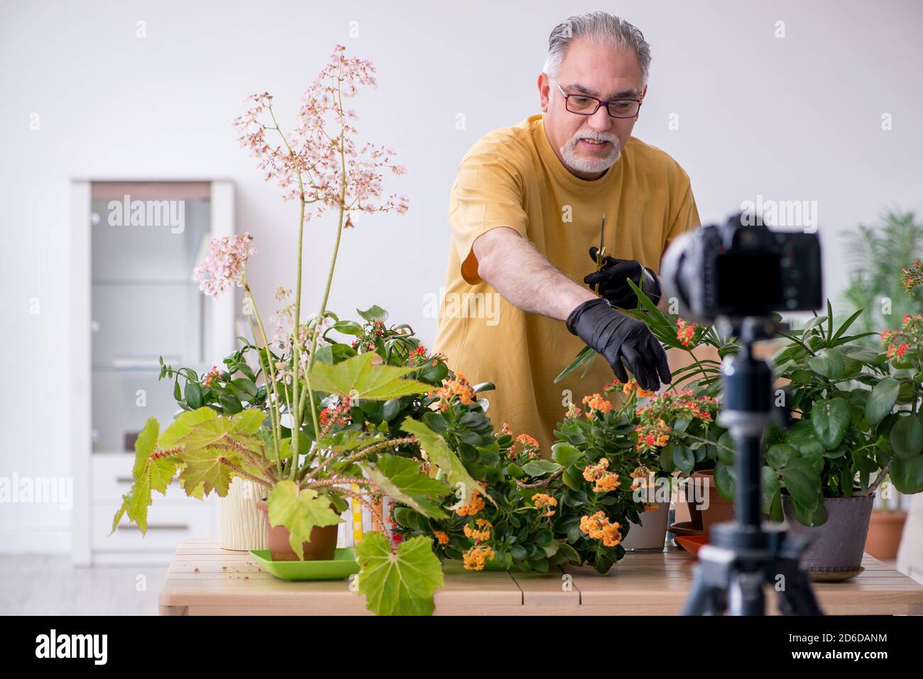 Alter männlicher Gärtner mit Pflanzen zu Hause Stockfoto