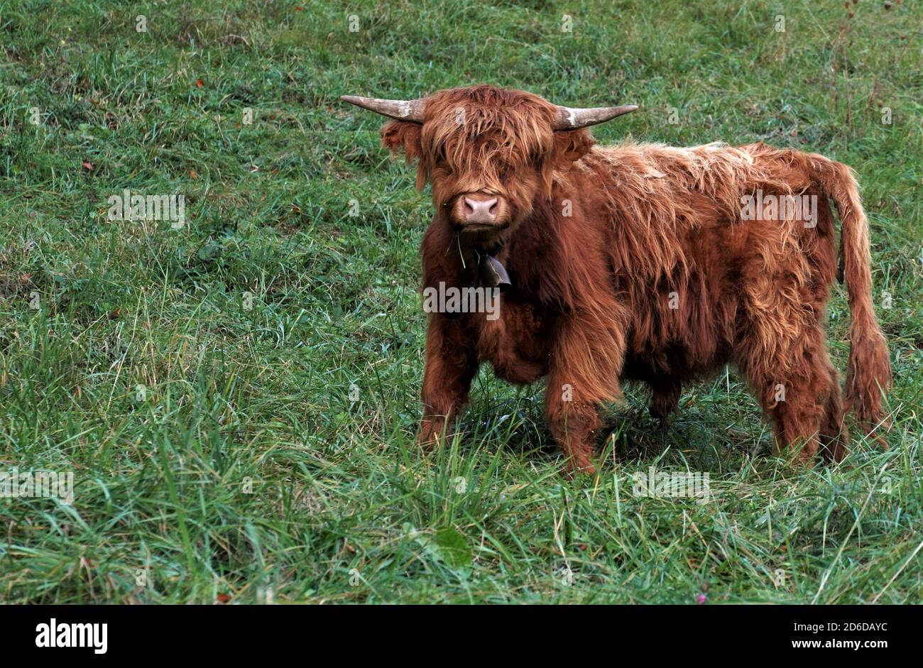 Eine junge Hochlandkuh mit langen zotteligen Haaren auf einer tiefgrünen Wiese in Weinfelden, Schweiz mit viel Kopieplatz. Eine resistente Rasse. Stockfoto
