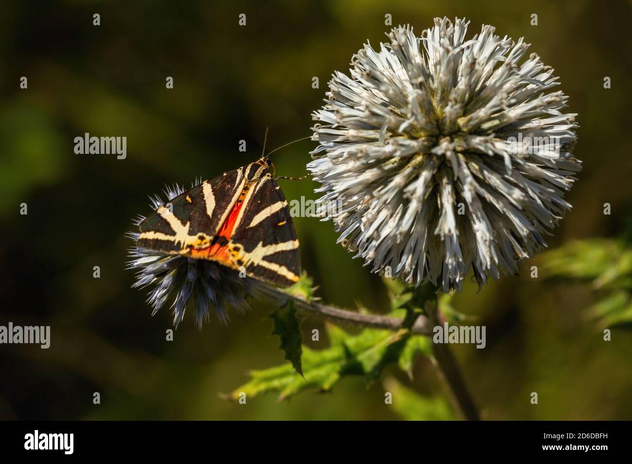 Der Jerseytiger, ein braun und gelb gestreifter, dreieckiger Schmetterling, der auf einer hellblauen Blume der Globendistel sitzt, die sich auf Nektar ernährt. Grüner Hintergrund Stockfoto