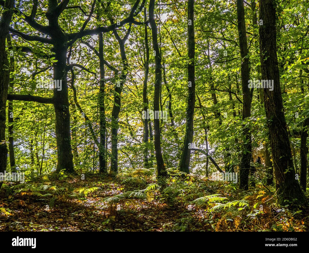 Schöne Waldlandschaft an einem hellen Herbsttag Stockfoto