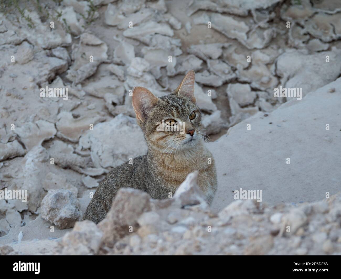 Afrikanische Wildkatze, die vorsichtig aus einem Verwüsten unter der Straße im Etosha National Park, Namibia, herauskommt Stockfoto