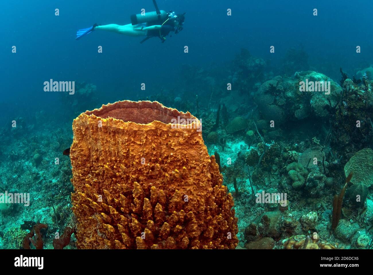 Taucher über Rotfass Schwamm Stockfoto