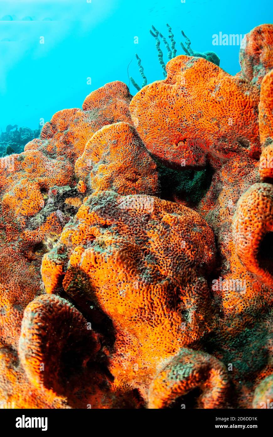 Großer orangefarbener Elefantenohrschwamm (Agelas clahrodes) Stockfoto