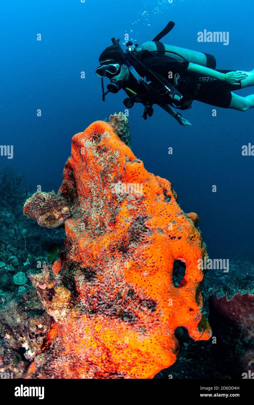 Taucher über großen orangefarbenen Elefantenohrschwamm (Agelas clahrodes) Stockfoto