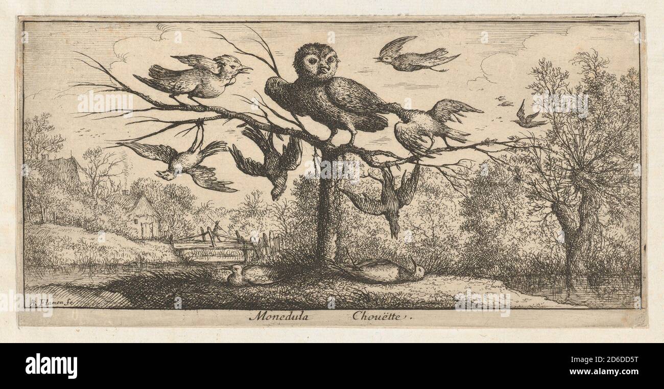 Monedula, Chou ëtte (die Eule): Livre d'Oyseaux (Buch der Vögel), 1655-1660. Stockfoto