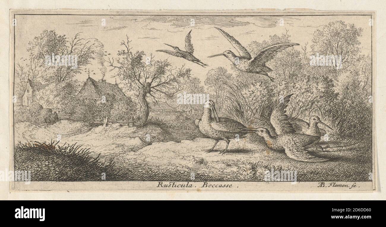 Rusticula, Beccesse (der Waldhahn): Livre d'Oyseaux (Buch der Vögel), 1655-1660. Stockfoto