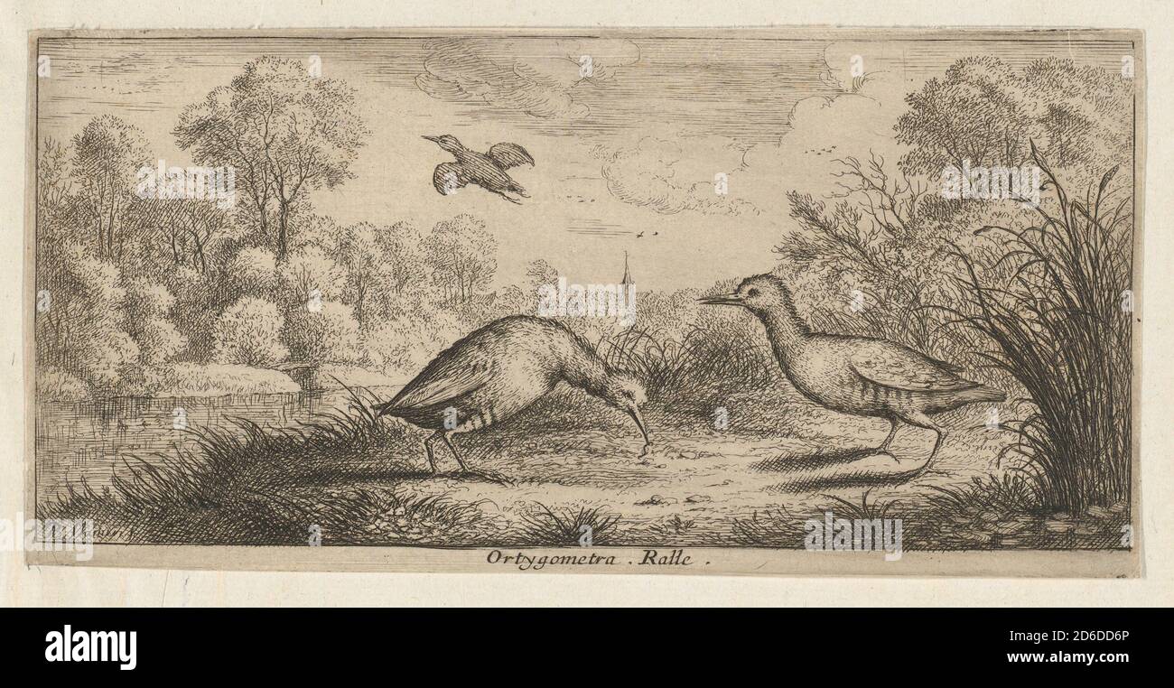 Ortygometra, Ralle (die Schiene): Livre d'Oyseaux (Buch der Vögel), 1655-1660. Stockfoto