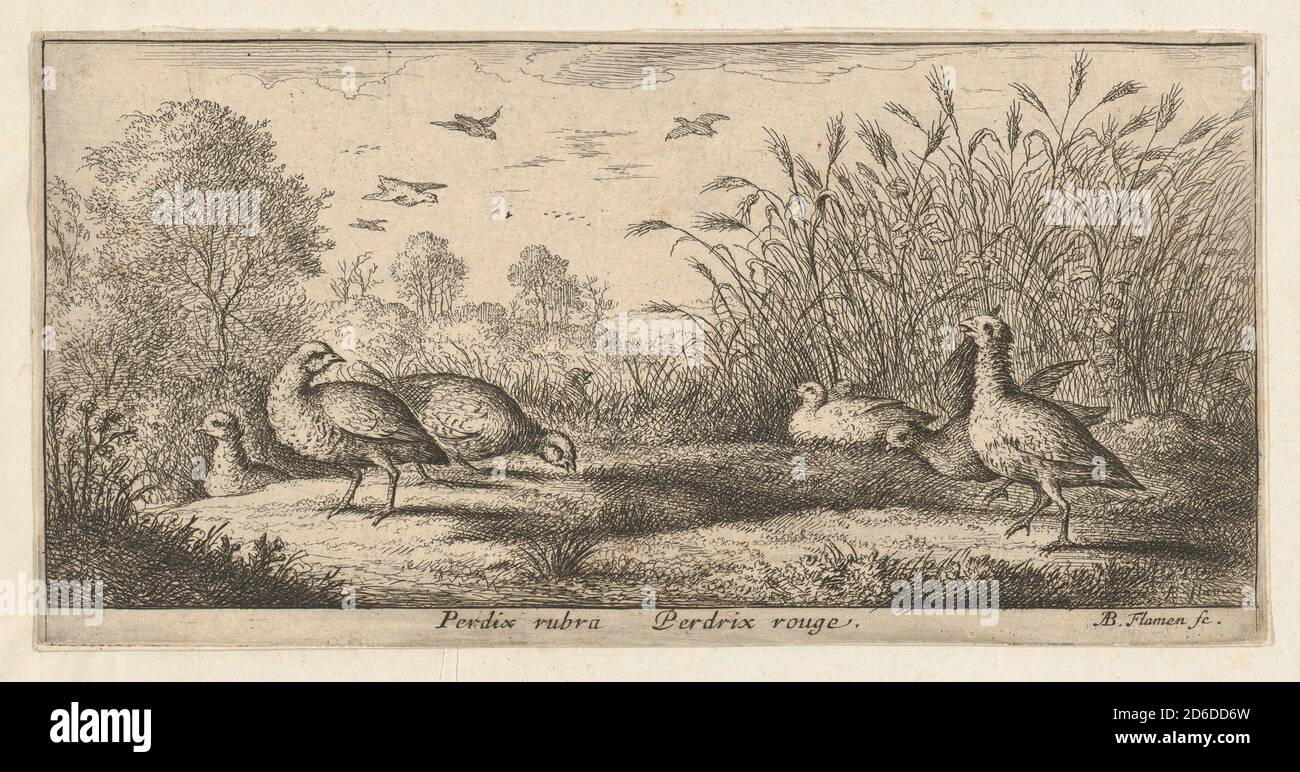 Perdix rubra, Perdix Rouge (das rotbeinige Rebhuhn): Livre d'Oyseaux (Buch der Vögel), 1655-1660. Stockfoto