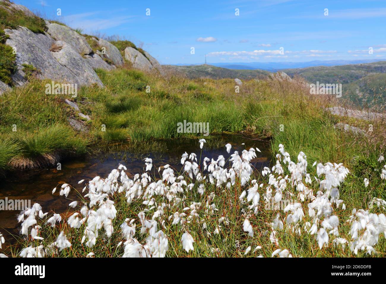 Baumwollgras Pflanzenarten in Norwegen. Gewöhnliches Baumwollgras (Eriophorum angustifolium) am Ulriken bei Bergen. Stockfoto