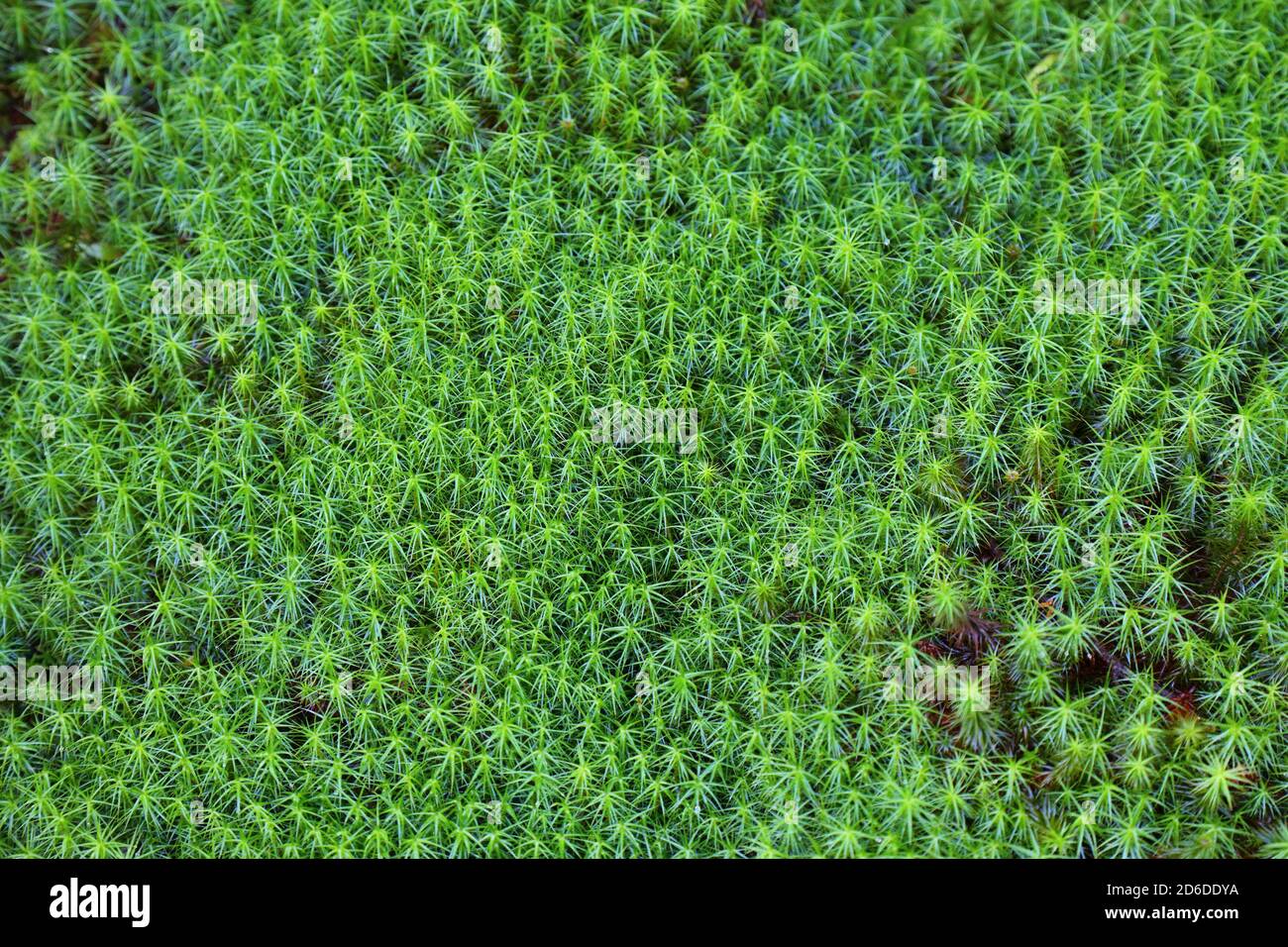Blumenhintergrund in Norwegen. Grüne Pflanzentextur. Haarmütze (Polytrichum commune) Moos Hintergrund. Stockfoto