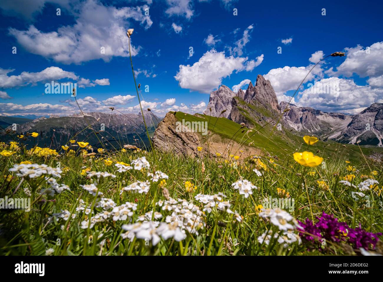 Blühende Almen rund um die steilen, rauen Klippen und Gipfel der Bergformation Seceda, Secèda, Teil der Puez-Geisler Natur P Stockfoto