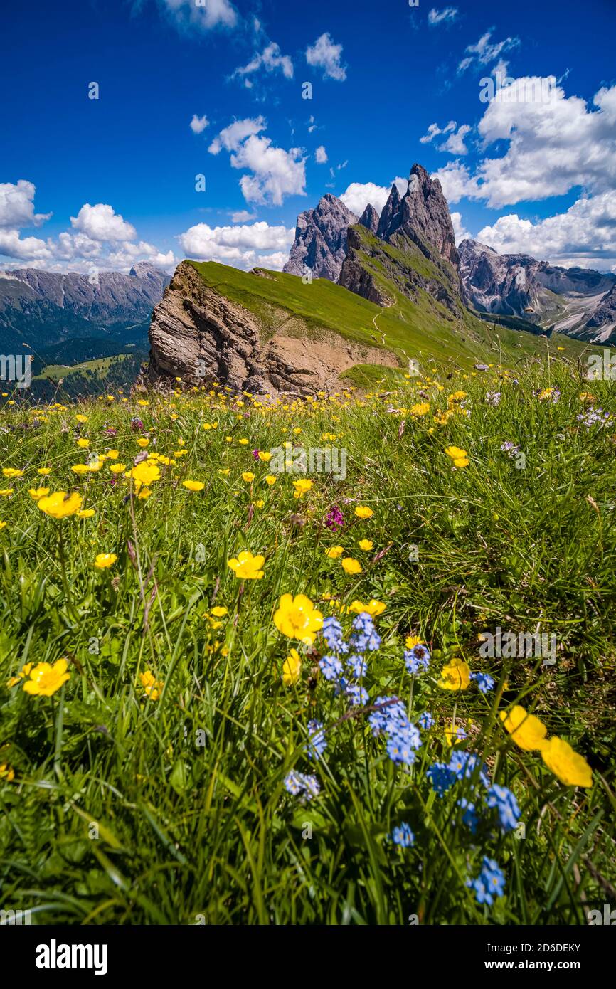 Blühende Almen rund um die steilen, rauen Klippen und Gipfel der Bergformation Seceda, Secèda, Teil der Puez-Geisler Natur P Stockfoto