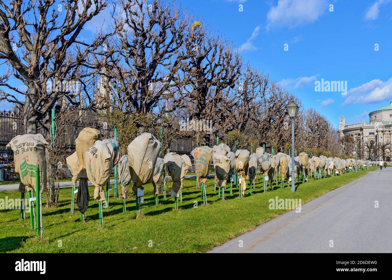 Rosensträucher mit Winterschutz aus Kaffeesäcken im Volksgarten von Wien, Österreich Stockfoto