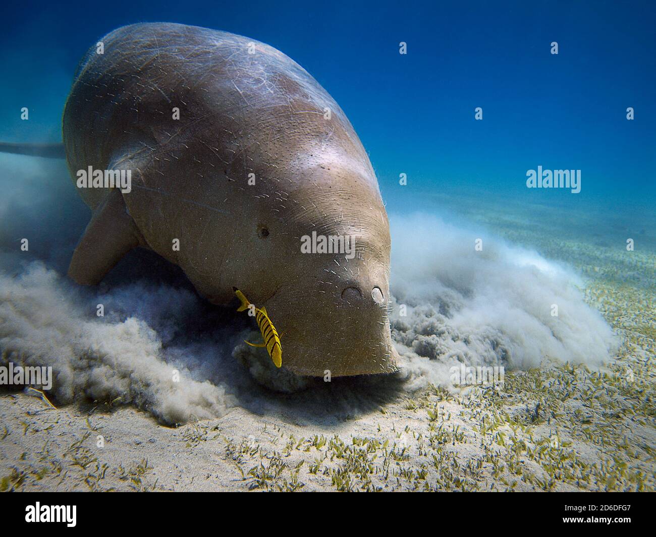 Tauchen am Roten Meer Stockfoto