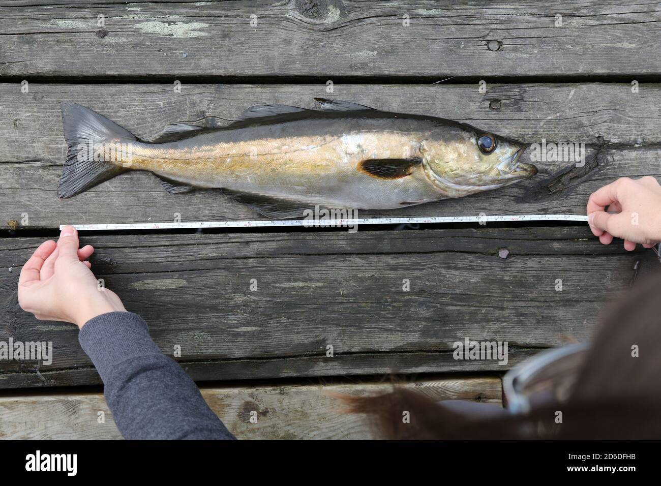 Messung von frisch gefangenem Fisch. Outdoor-Aktivitäten Angeln im Meer in Norwegen. Atlantischer pollock (Pollachius pollachius). Stockfoto