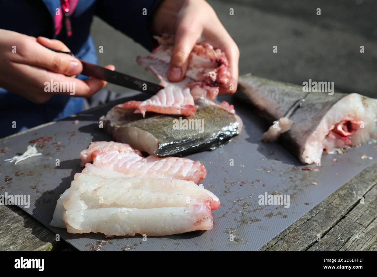 Einen Fisch füllen. Outdoor-Aktivitäten beim Angeln in Norwegen. Fischfilet der Atlantischen pollachius (Pollachius pollachius). Stockfoto
