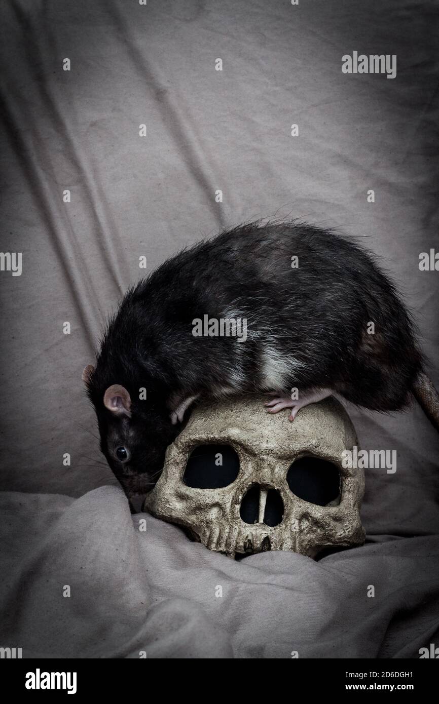 PET Ratte spielen in der Nähe von alten zerfallenen menschlichen Schädel als Pest Konzept Stockfoto