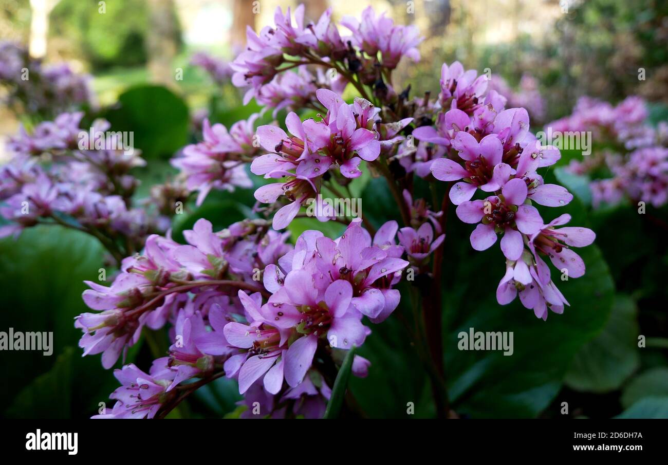 Allgemeine Ansicht des Arboretums am zweiten Tag des Astronomischen Frühlings, der am Tag des Frühlings-Äquinoktiums begann. Stockfoto