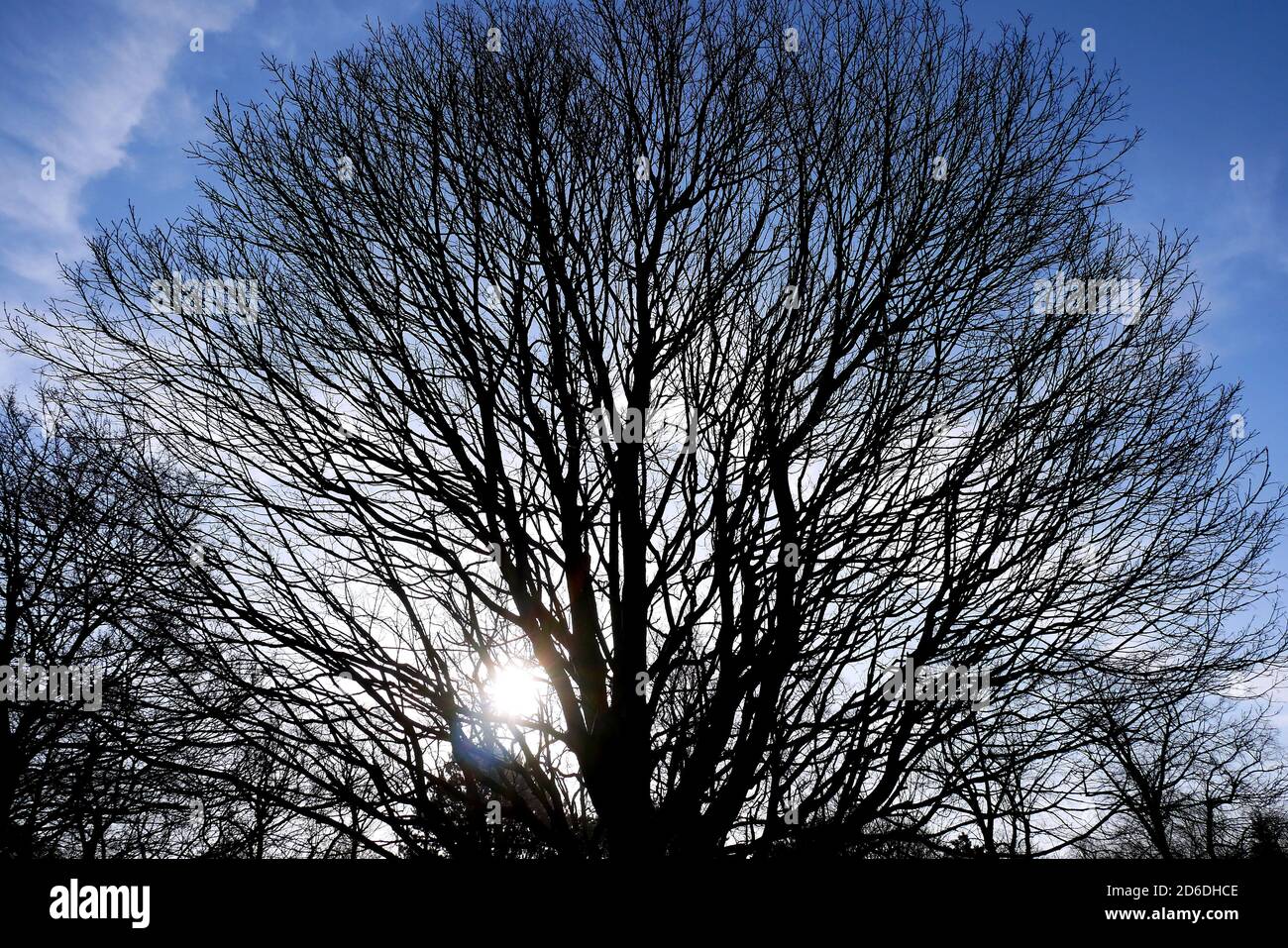 Allgemeine Ansicht des Arboretums am zweiten Tag des Astronomischen Frühlings, der am Tag des Frühlings-Äquinoktiums begann. Stockfoto