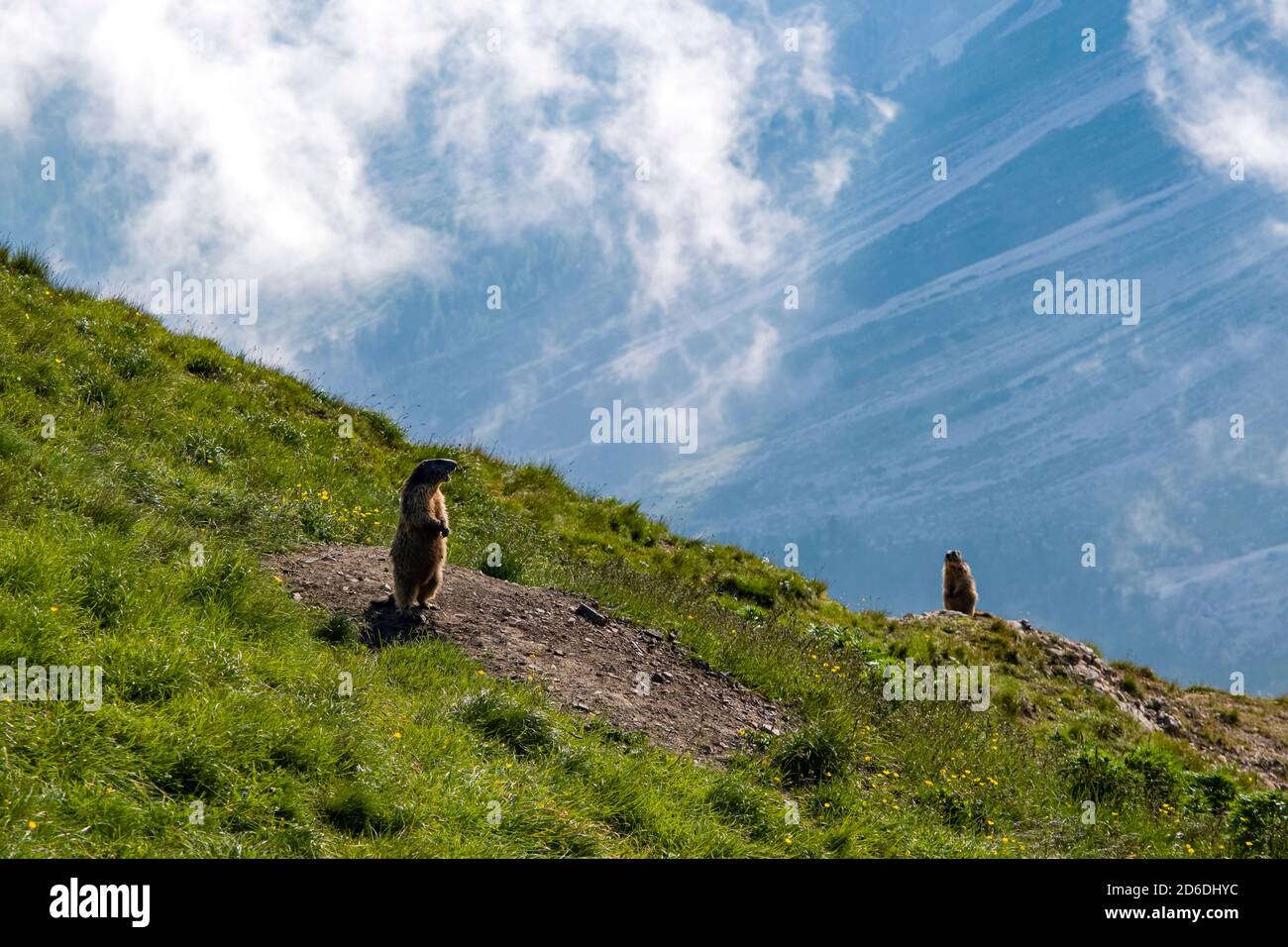 Ein Murmeltier (Marmota marmota), der das Gebiet unterhalb des Gipfels von Seceda beobachtet, Secèda, Teil des Naturparks Puez-Geisler, Parco naturale Puez Geisler. Stockfoto