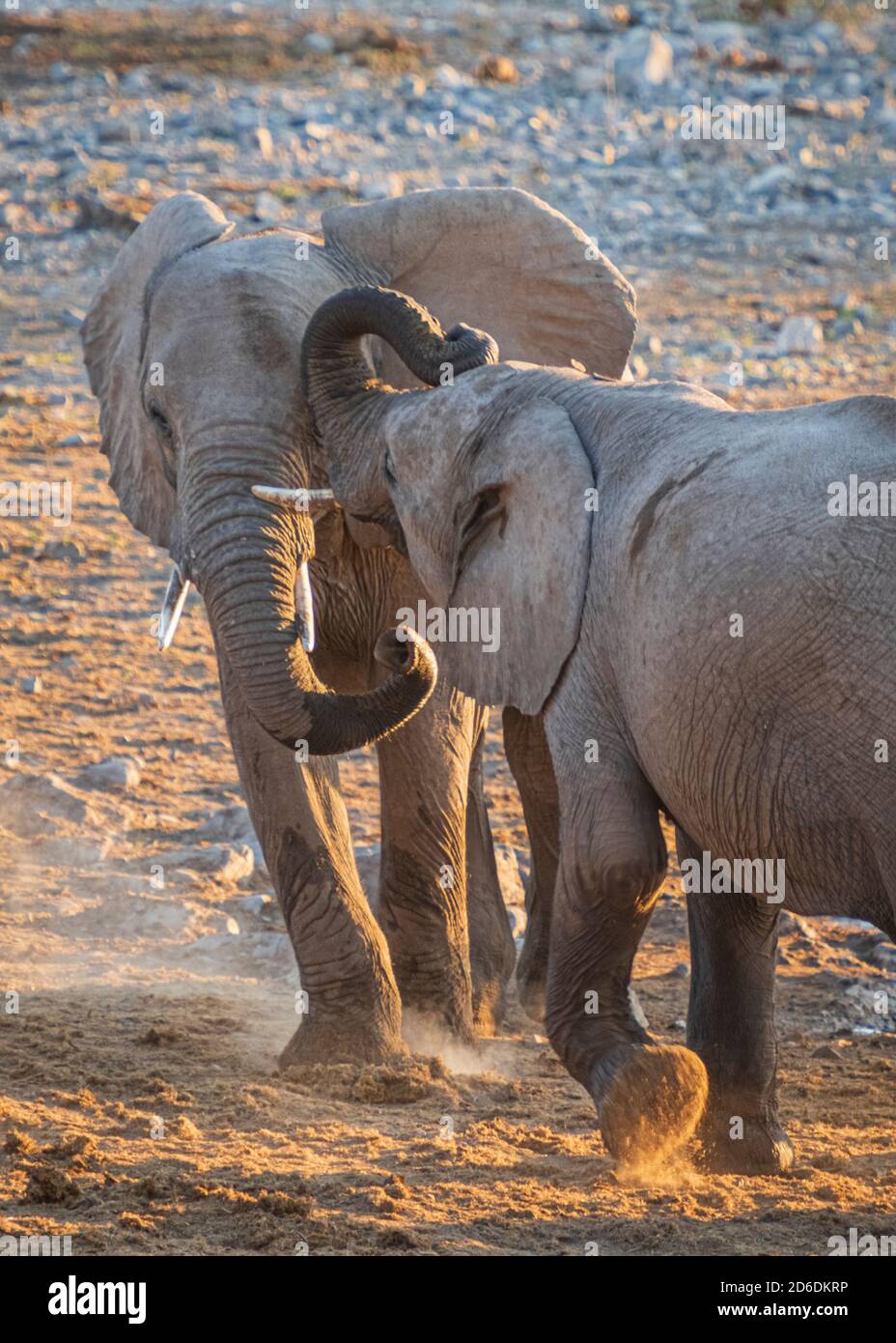 Elefanten in Etosha, zwei junge Bullen im Wettbewerb Stockfoto