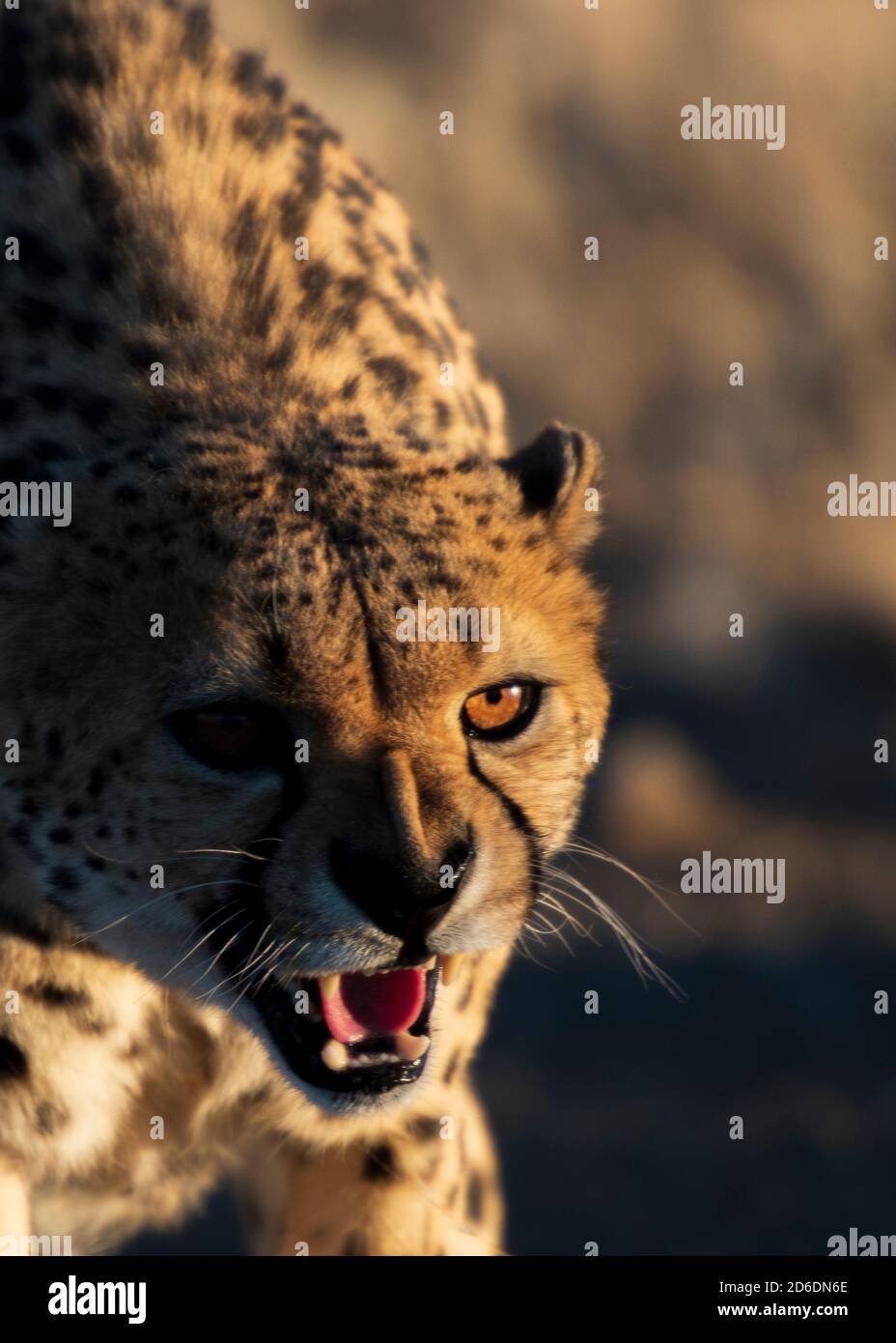 Eine Jeep-Tour durch Namibia, Wildtiere, Land und Menschen. Knurrender Gepard. Stockfoto