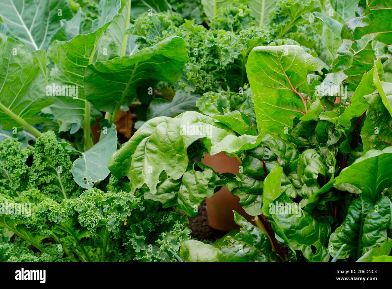 Wintergemüse: Lockiger grüner Grünkohl, Schweizer Mangold und Blumenkohl, der im Spätherbst in einem heimischen britischen Küchengarten wächst. VEREINIGTES KÖNIGREICH Stockfoto