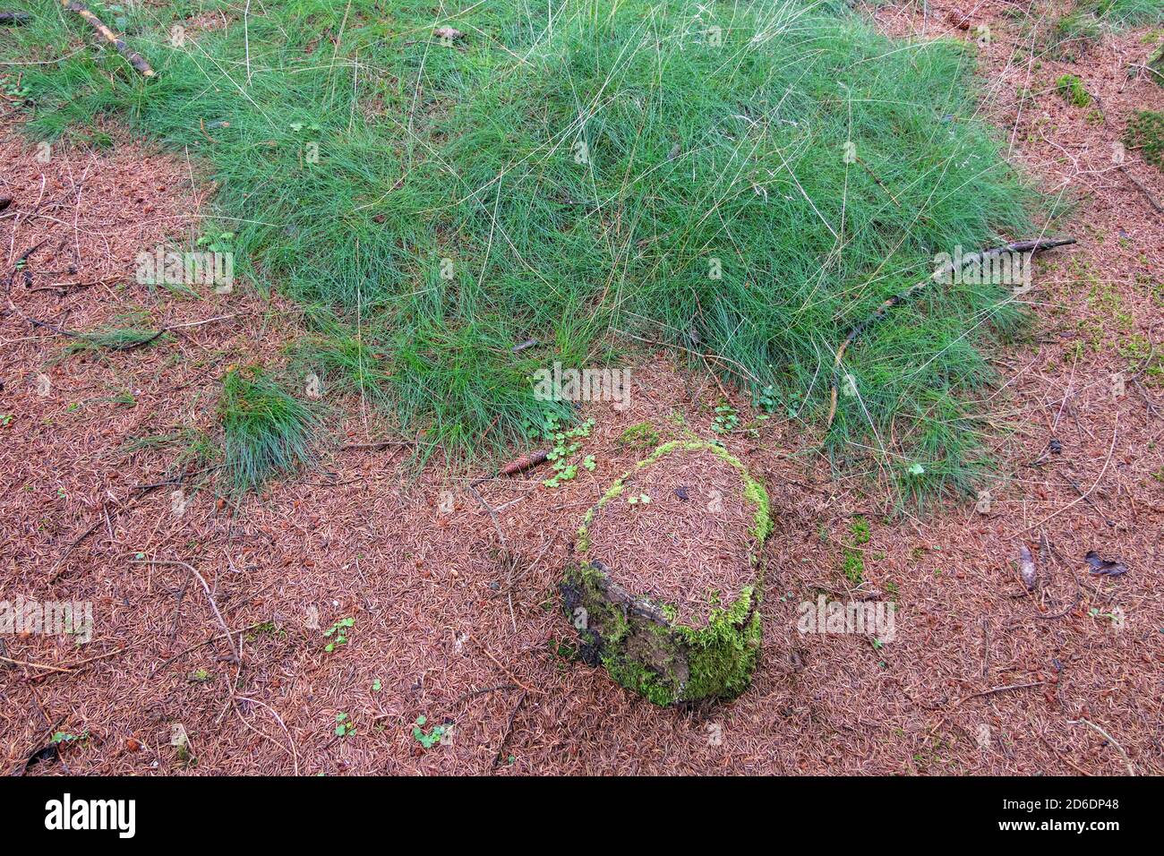 Waldboden, bei Schierke, Harz, Sachsen-Anhalt, Deutschland Stockfoto