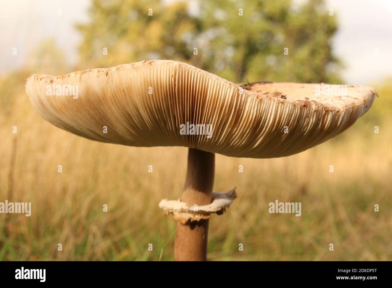 Die Kappe eines großen braunen Sonnenschirmpilzes in der Nähe Eine Wiese im Herbst im Wald Stockfoto