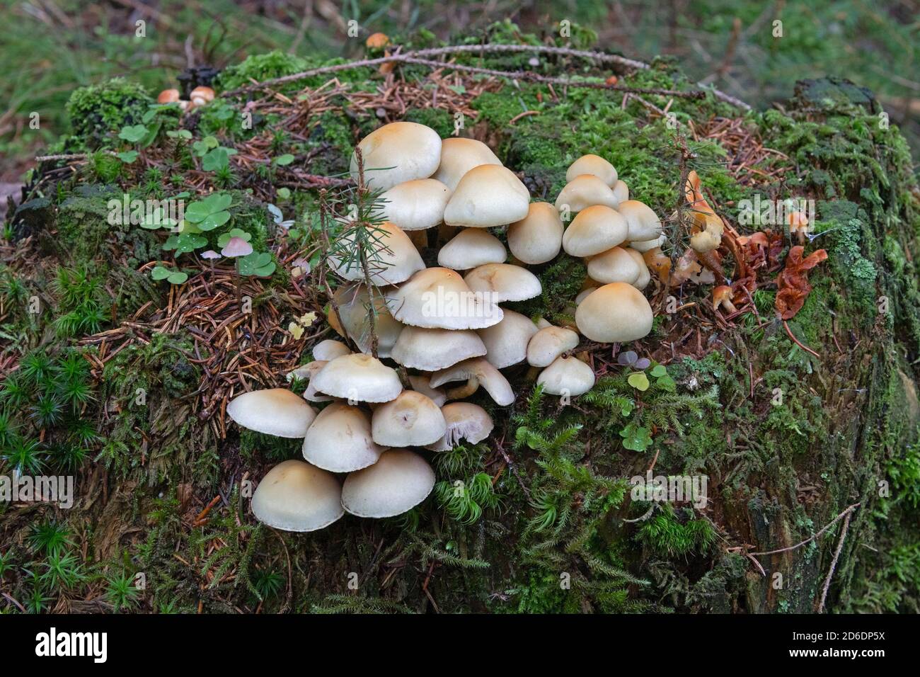 Schwefeltuft (Hypholoma) wächst auf einem Baumstumpf, bei Schierke, Harz, Sachsen-Anhalt, Deutschland Stockfoto