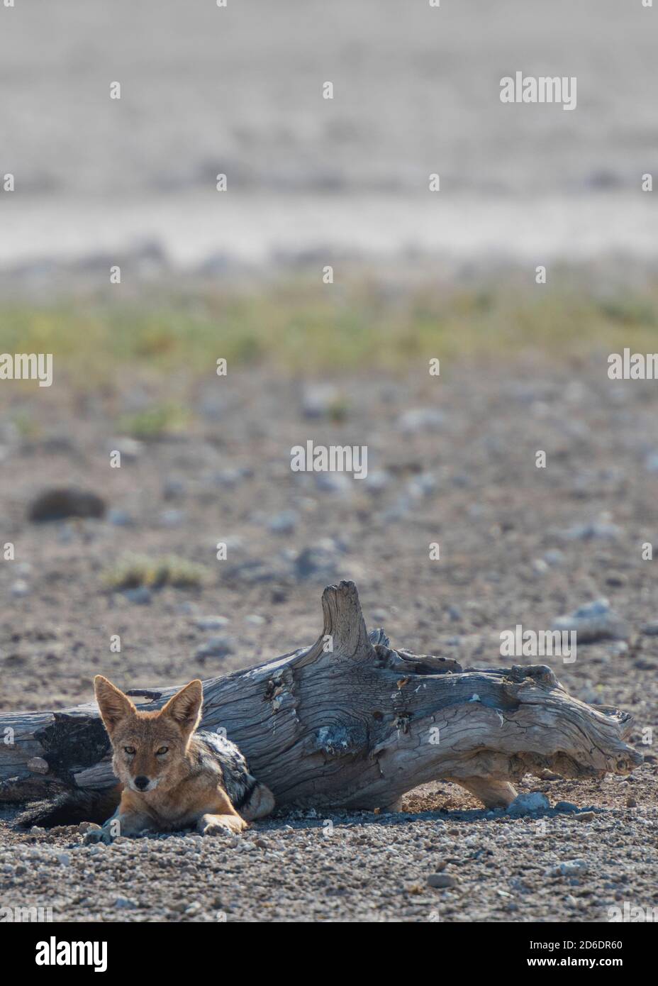 Eine Jeeptour durch Namibia, Schakal im Etosha Nationalpark im Halbschatten eines Baumstumpens Stockfoto