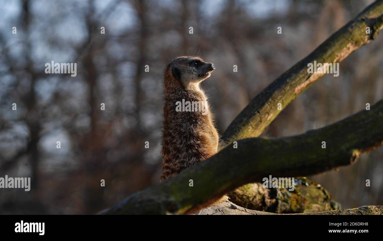 Stuttgart, Baden-Württemberg, Deutschland - 03/24/2018: Alarmierte Erdmännchen (suricata suricatta) beobachten ihre Umgebung im Zoo aufmerksam. Stockfoto