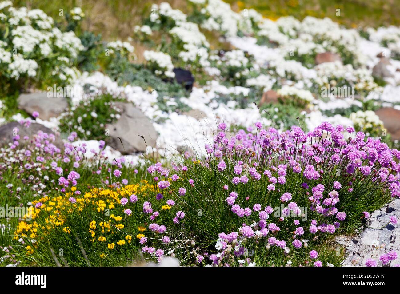 Irischer Frühling, Vegetation in Nordirland Stockfoto