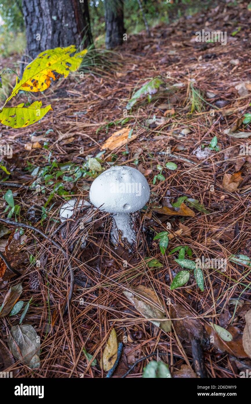 Ein großer reinweißer Pilz mit einem zweiten auftauchenden Neben auf dem Waldboden nach den Niederschlägen im Herbst Stockfoto