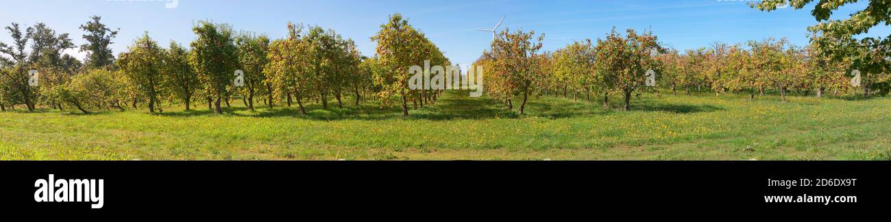 Obstgärten, Espalier Früchte Stockfoto