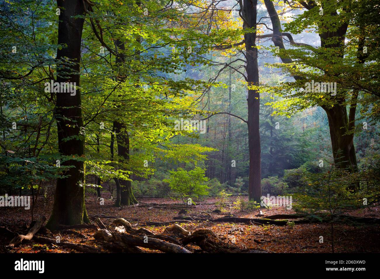 Herbstlicher Laubwald Stockfoto