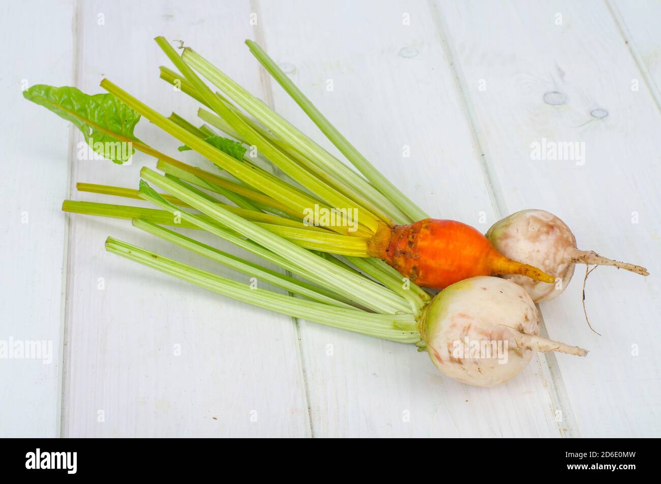 Gemüse, Rüben in verschiedenen Farben. Studio Foto Stockfoto