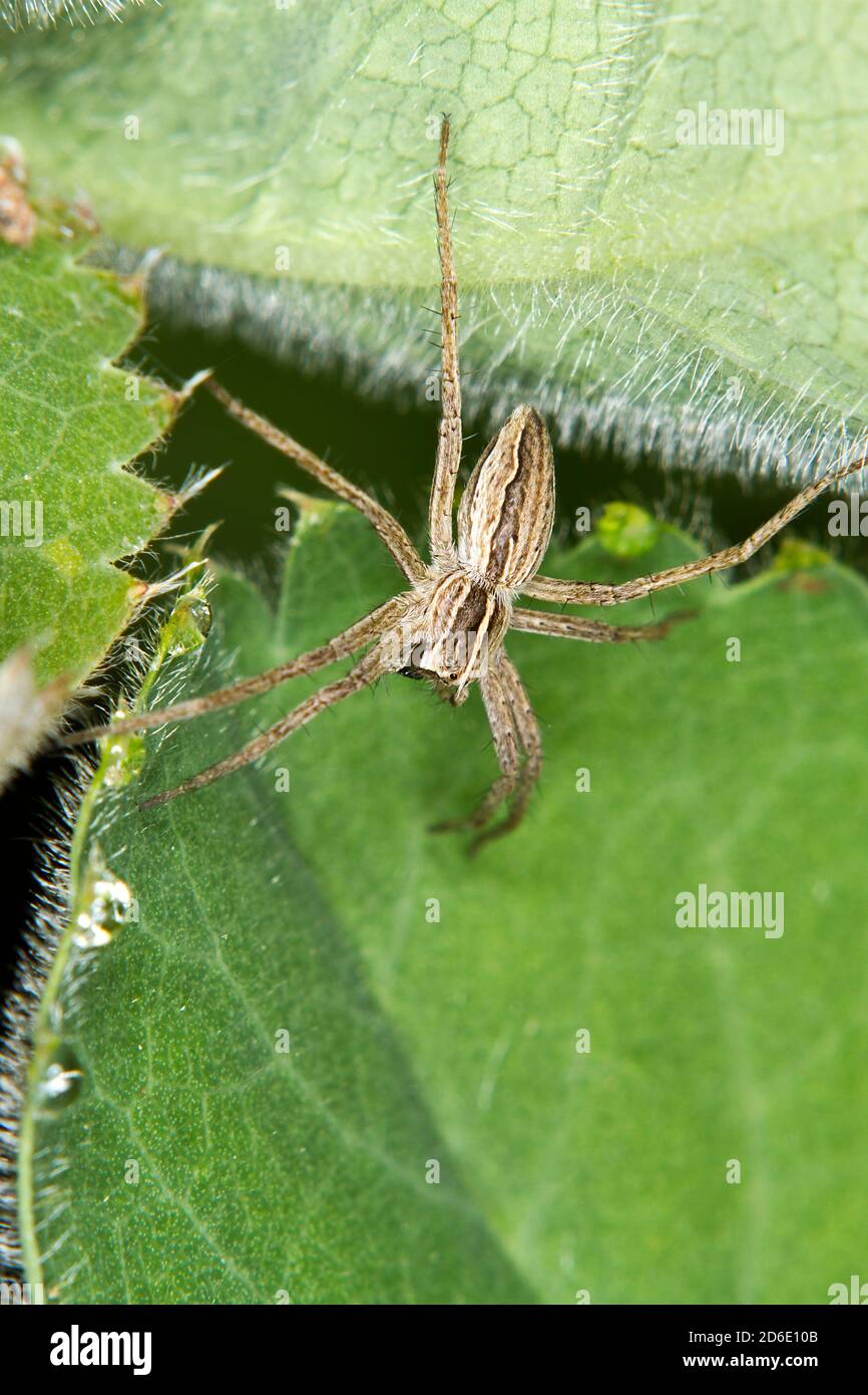 Eine schlaue Spinne auf einem Blatt Stockfoto