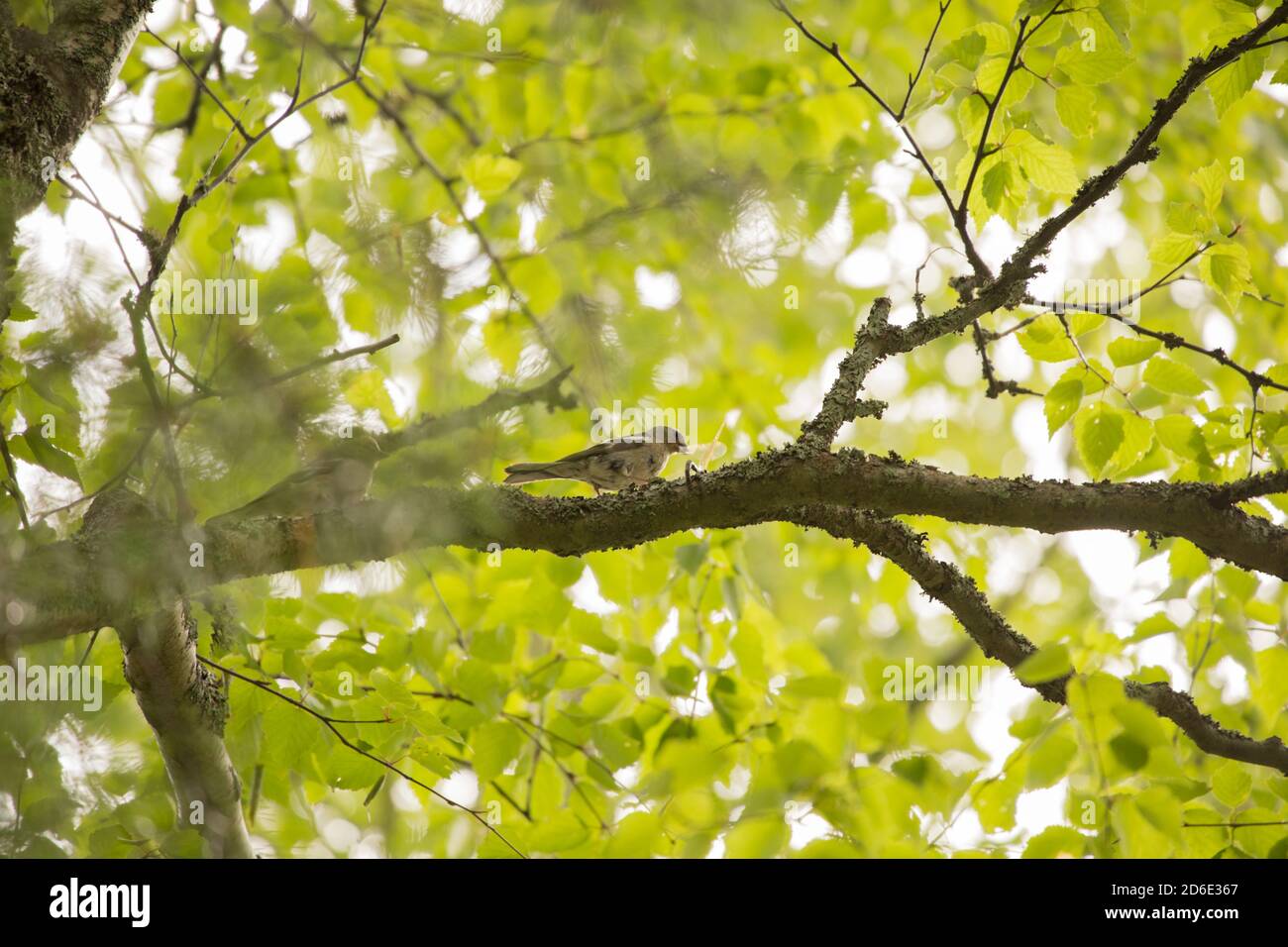 Kleiner Vogel sitzend auf einem Birkenzweig Stockfoto