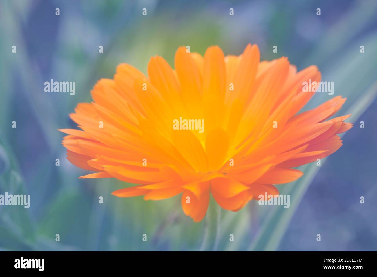 Blumentopf Ringelblumen calendula auf dem hellblauen Hintergrund Stockfoto