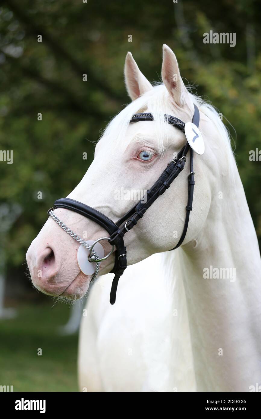 Schönes Gesicht eines reinrassigen Cremello Hengstpferdes. Ein Kopfschuss eines einzelnen Pferdes. Pferdekopf Nahaufnahme Porträt auf Zuchttest Sommer Zeit outdoo Stockfoto