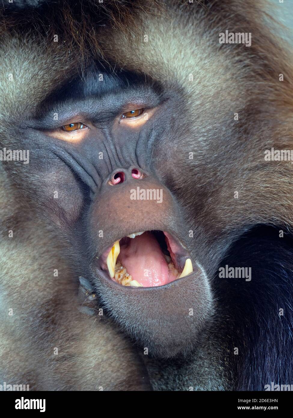 Gelada Baboon Thermopithecus gelada Male (Captive) Stockfoto