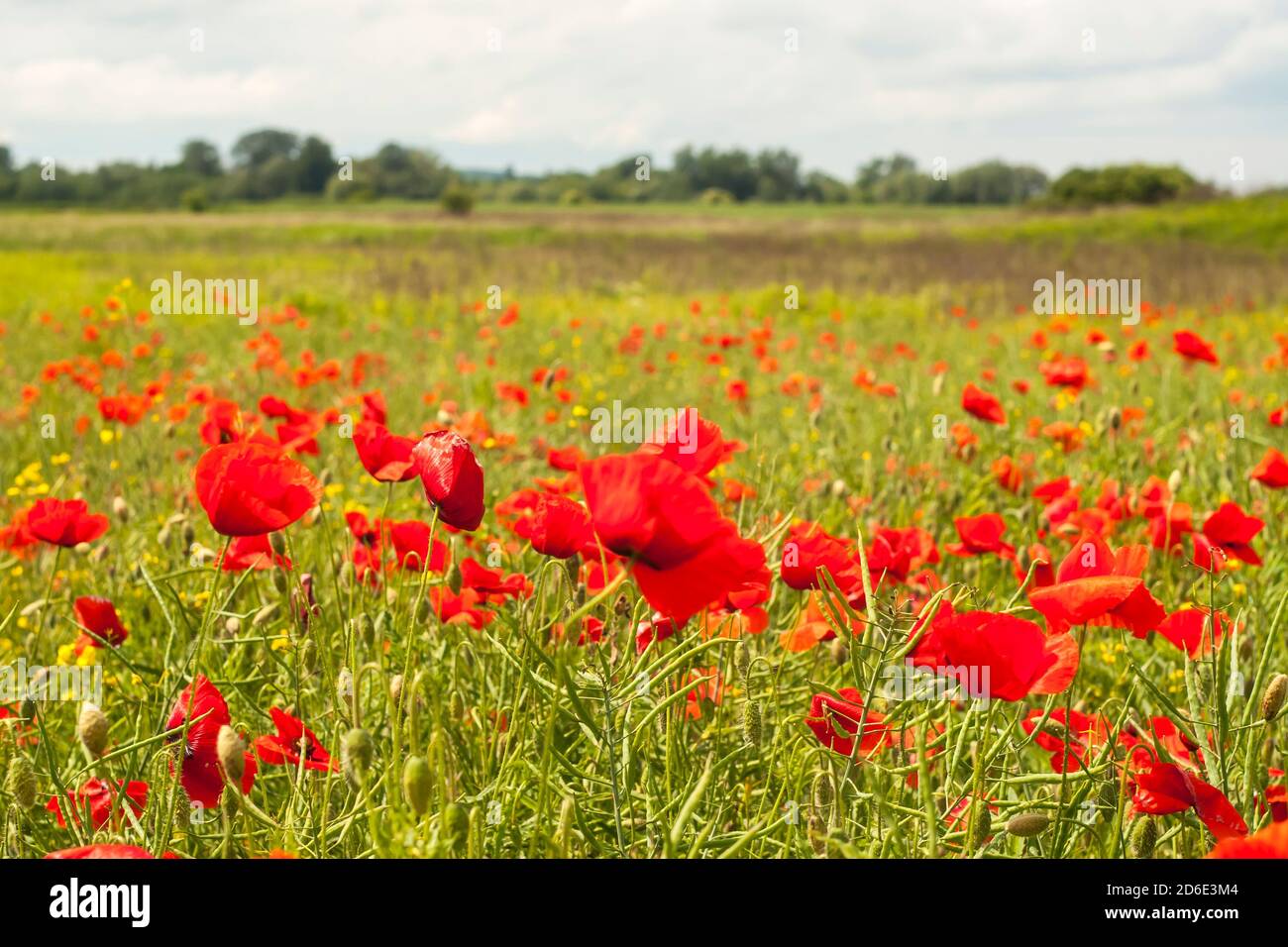 Rote Mohnblumen blühen auf dem Feld am Mittag in Subcarpathia Polen Stockfoto