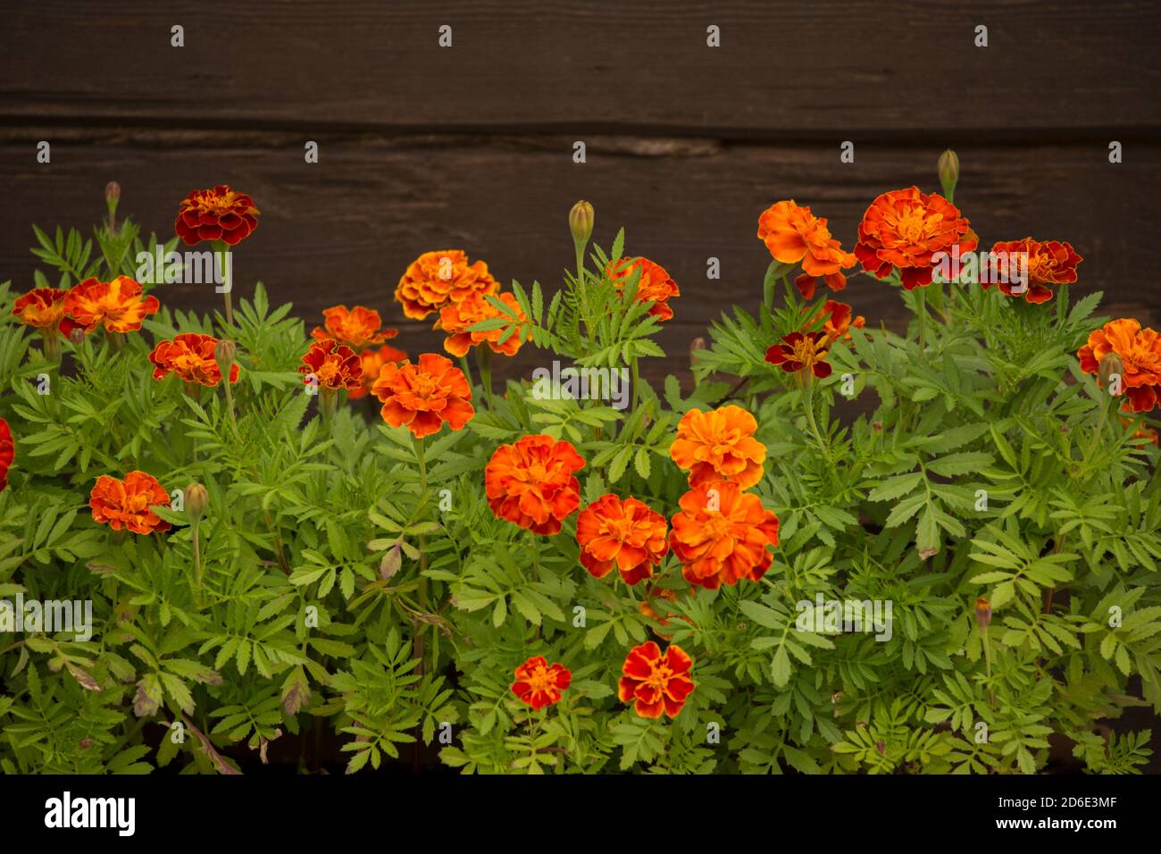 Ringelblumen an der dunklen Holzwand Stockfoto