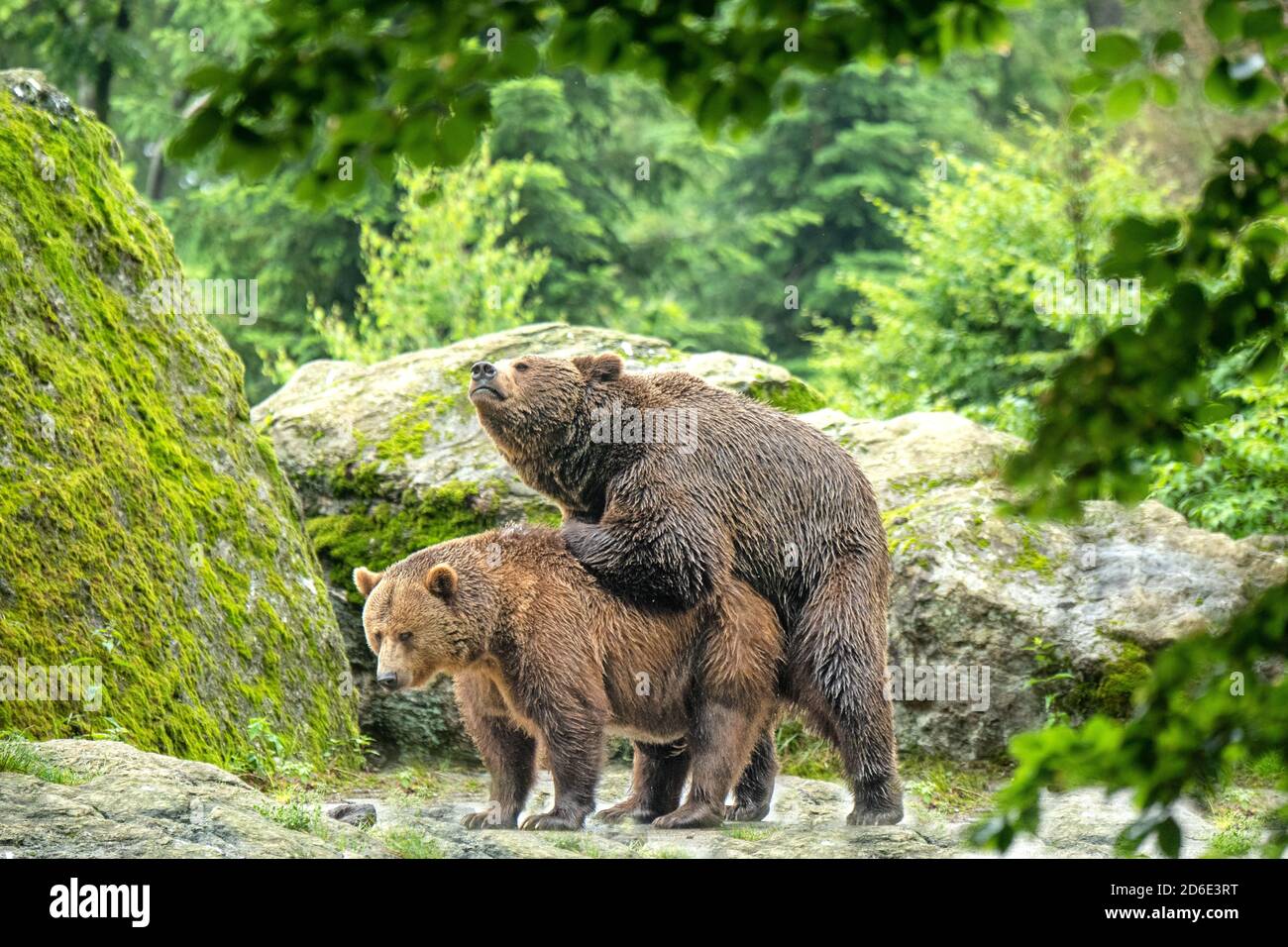 Bären in der Liebe Raserei Stockfoto