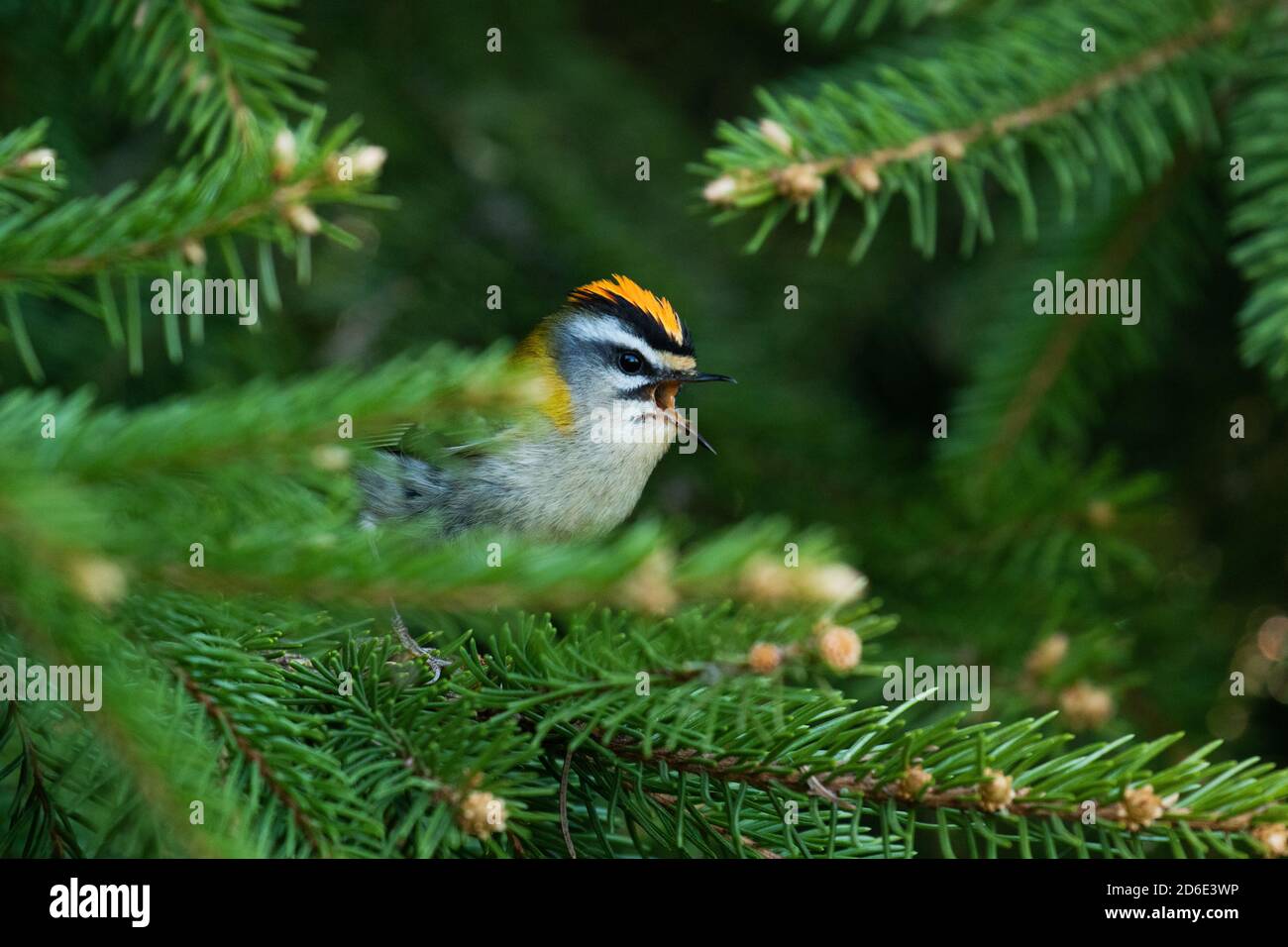 Kleiner Europäischer singvogel Feuertreste, Regulus ignicapilla, singt während einer Brutzeit im Sommer in einem borealen Wald in estnischer Natur. Stockfoto